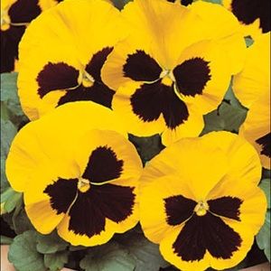 Meet your Posher, Ava